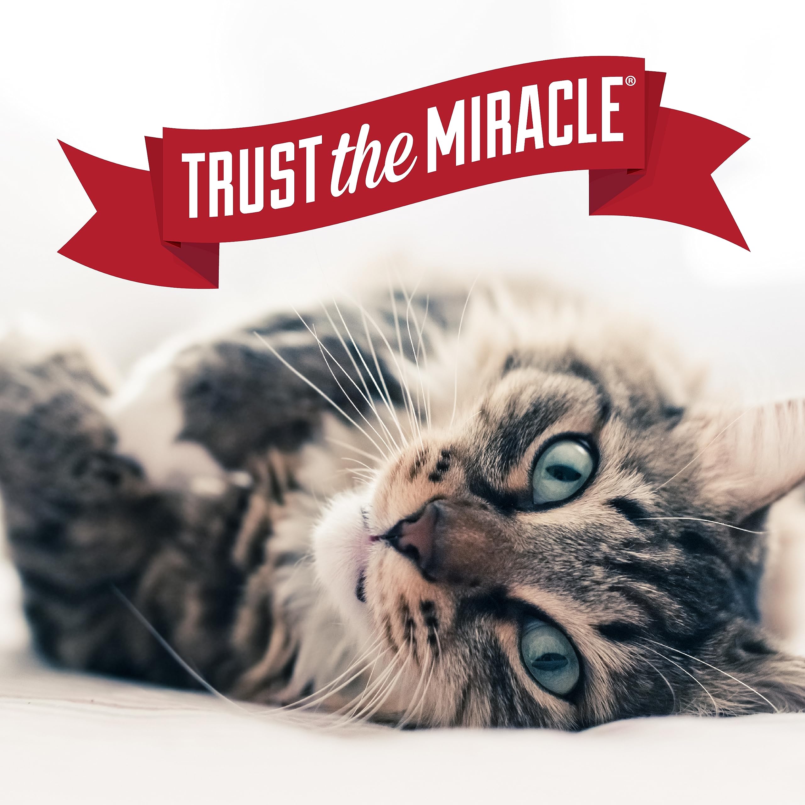 Nature's Miracle scène de vie maison avec animal illustrant confort et fraîcheur