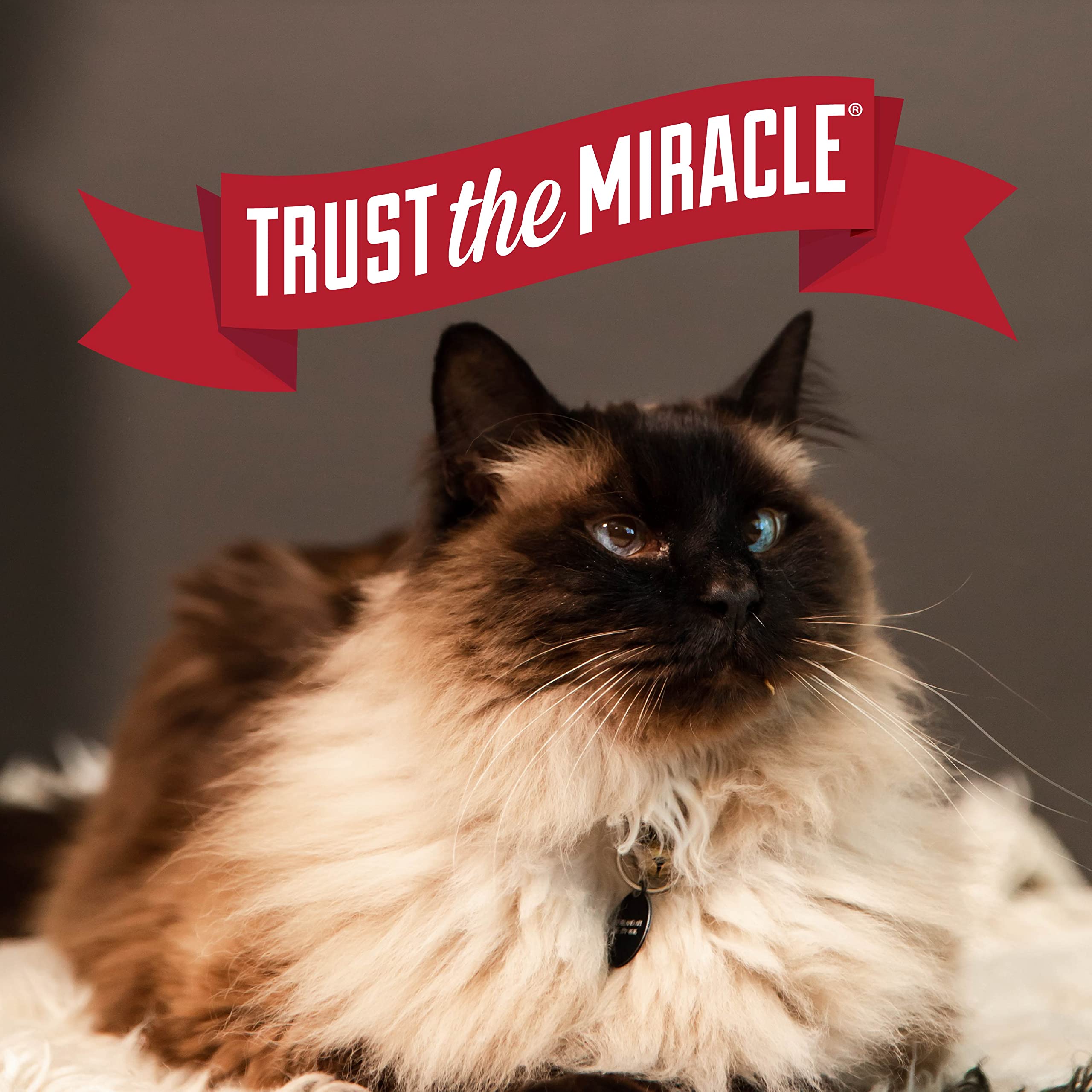 Nature's Miracle chat utilisant la litière montrant contrôle d'odeurs pratique
