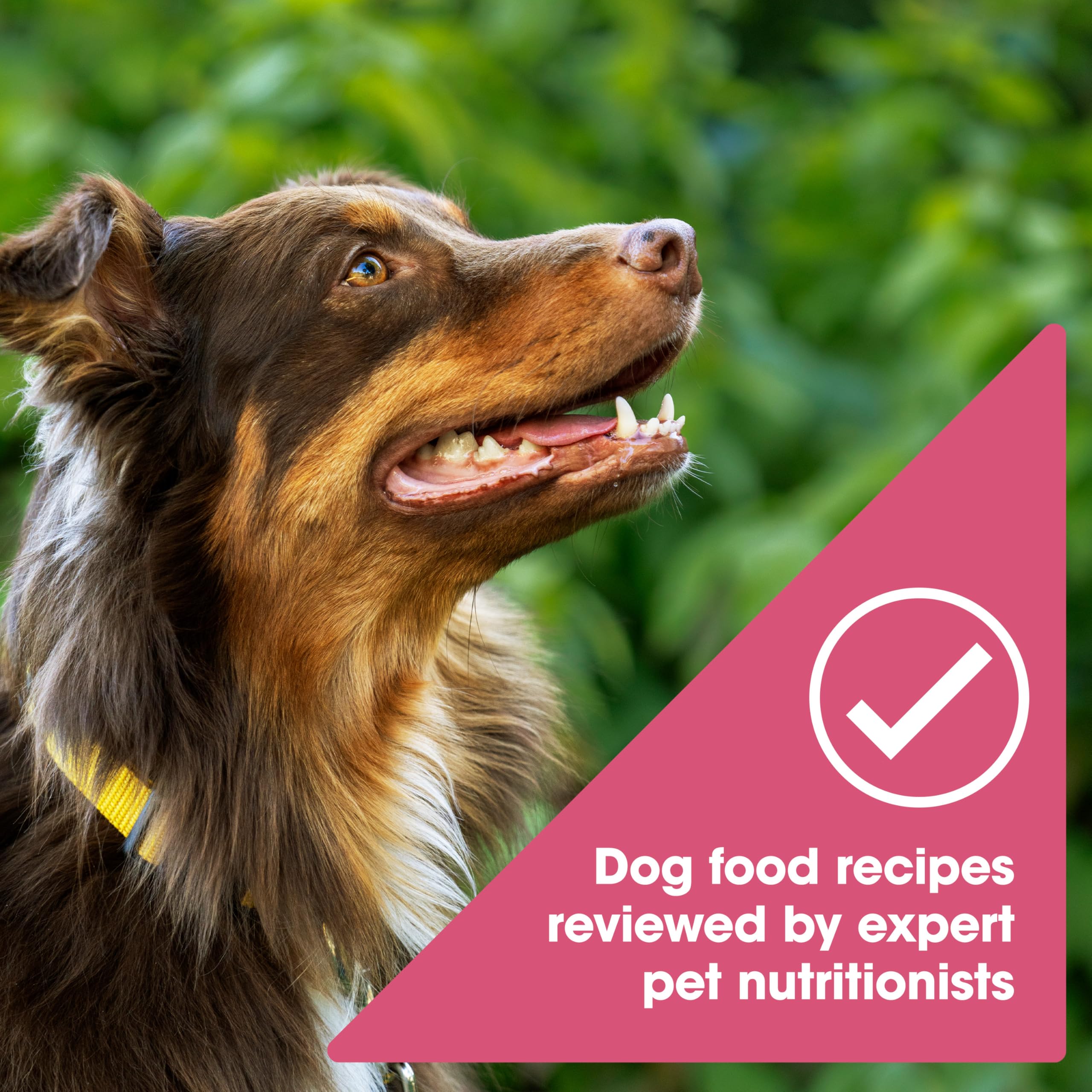 Nature's Recipe croquettes dans la main pour visualiser la taille et doser facilement