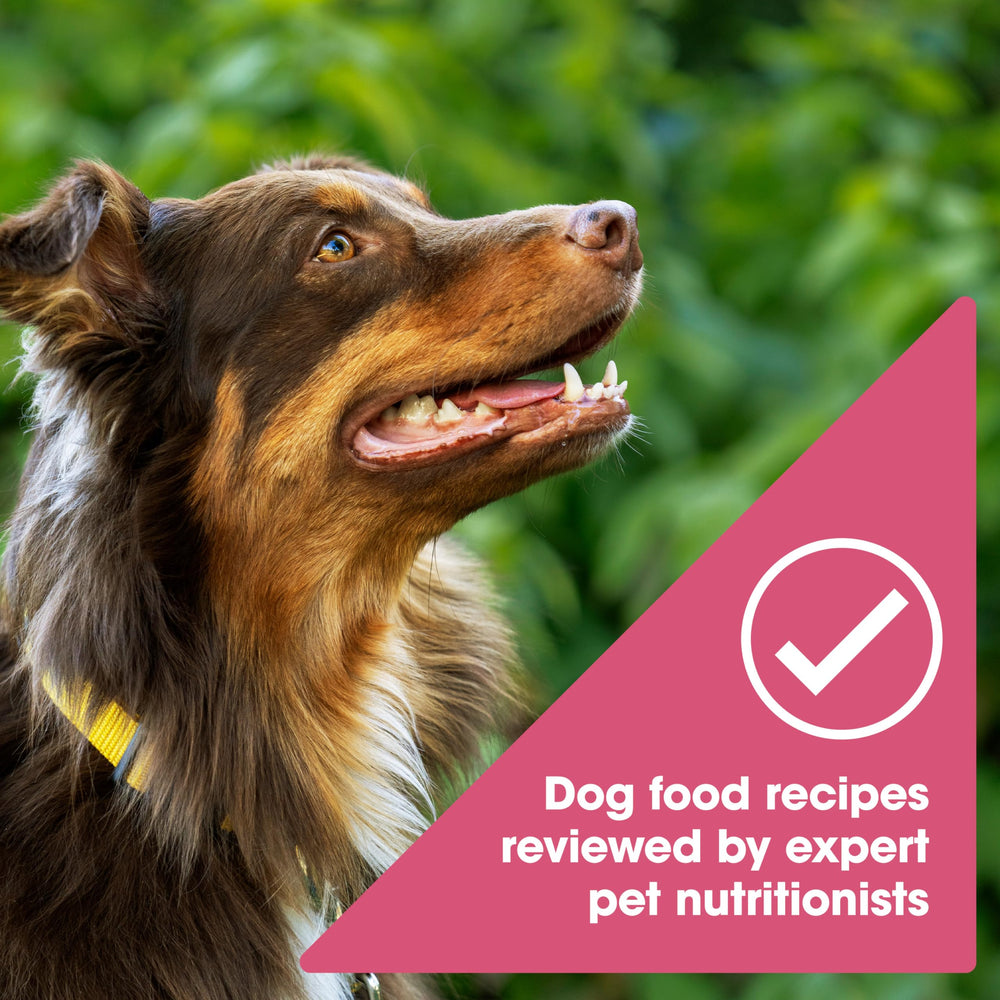 Nature's Recipe croquettes dans la main pour visualiser la taille et doser facilement