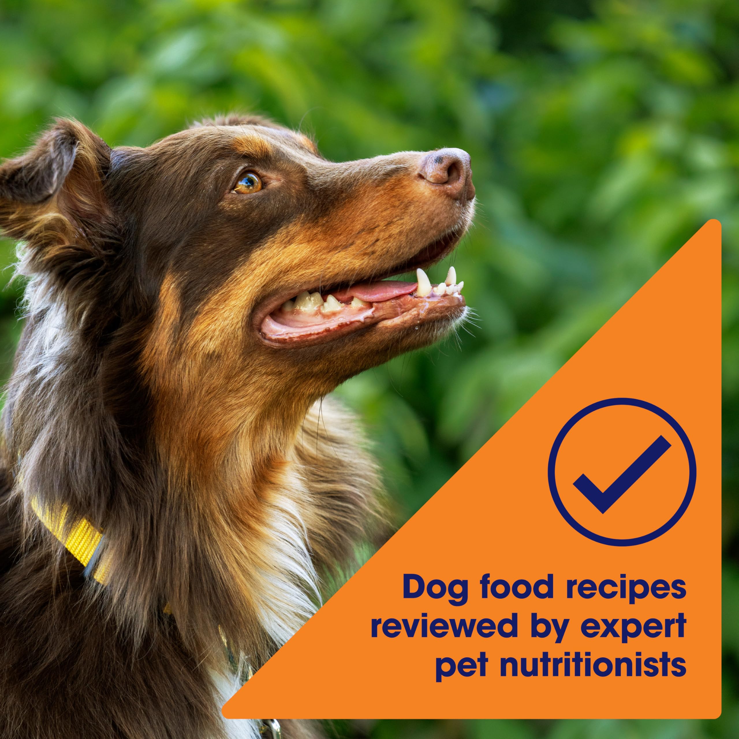 Nature's Recipe étiquette nutritionnelle montrant vitamines, minéraux et analyses