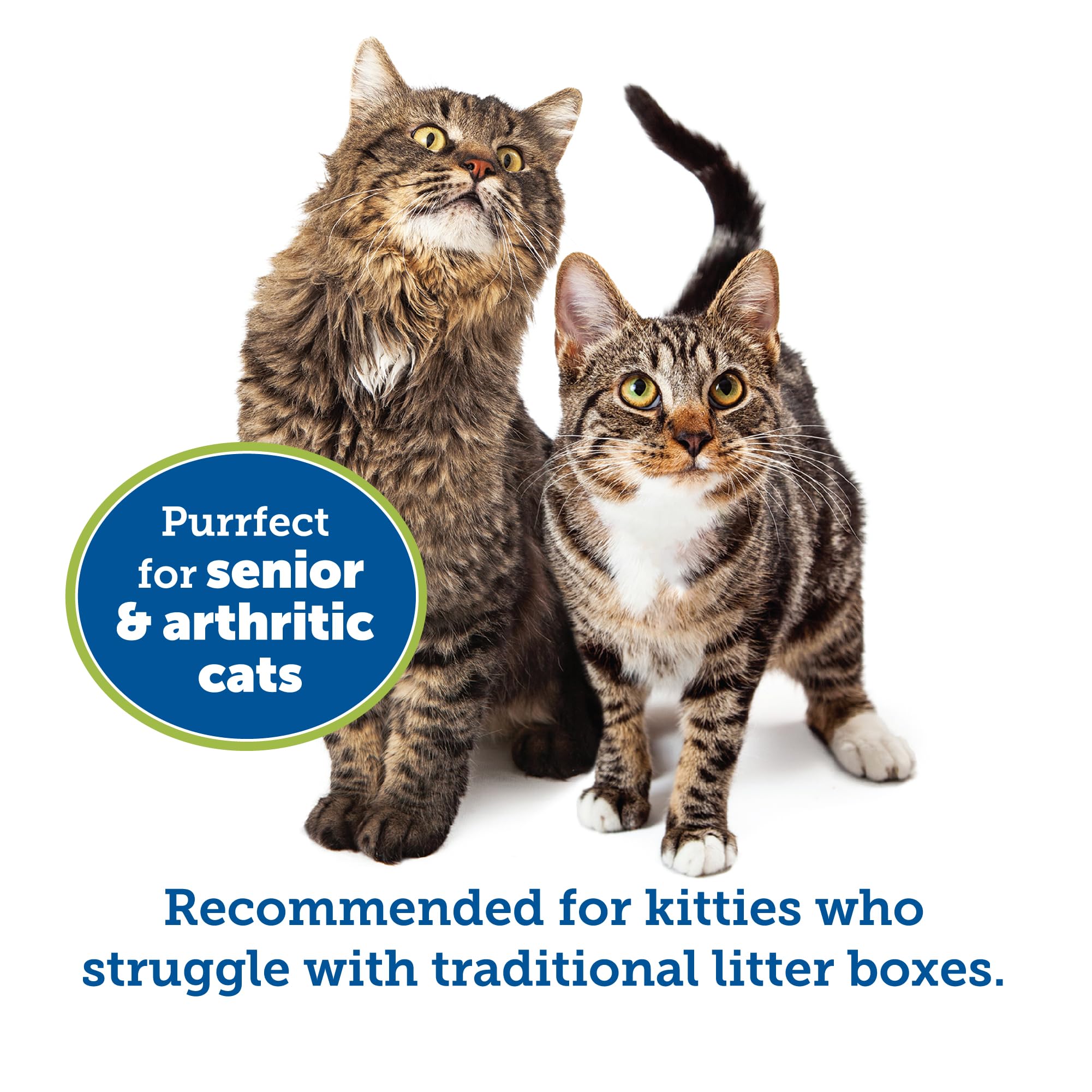 NE14pets chat utilisant le KittyGoHere, posture confortable et sûre
