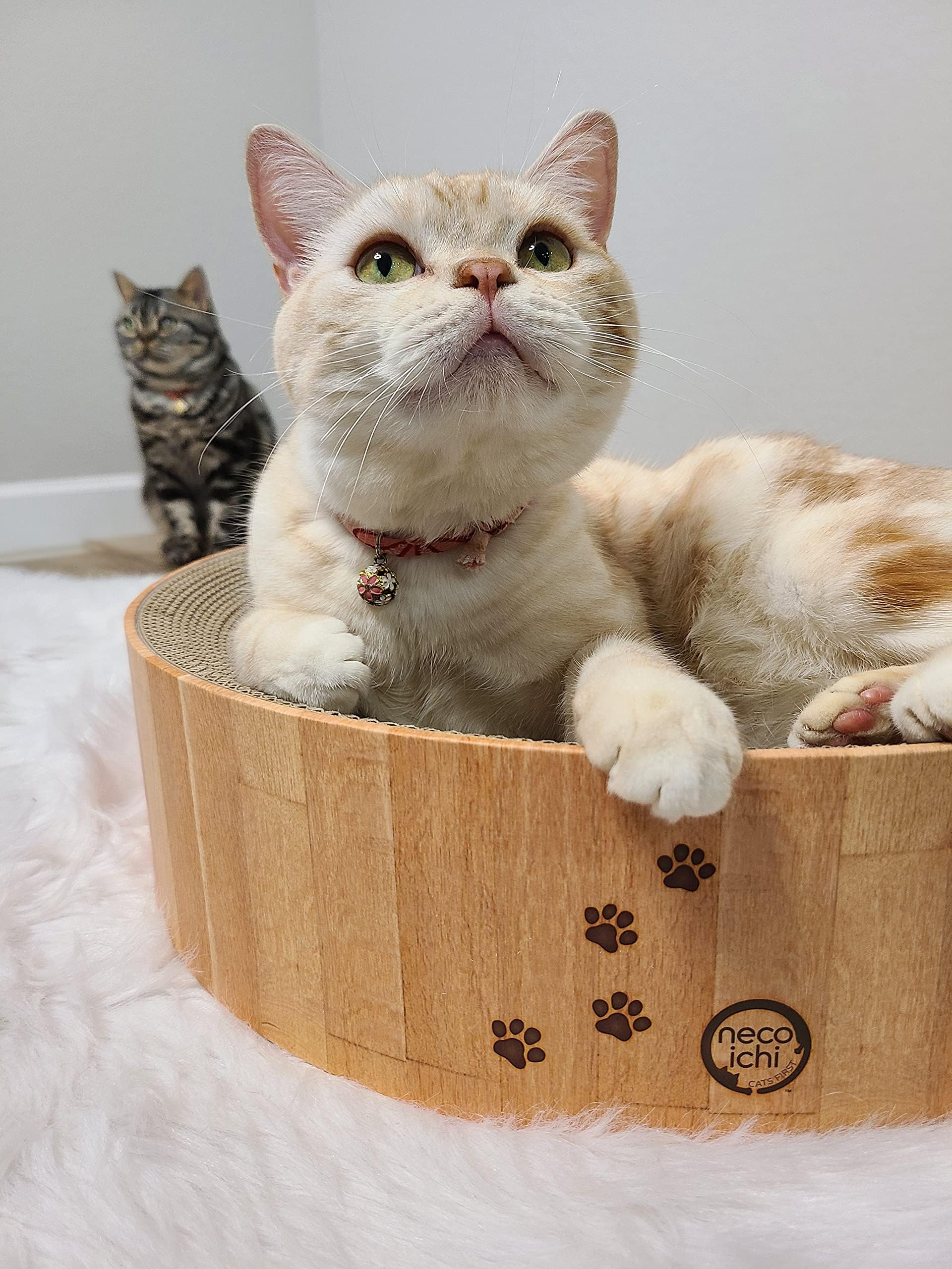 猫壱 mise en scène intérieur montrant intégration décor et fonctionnalité