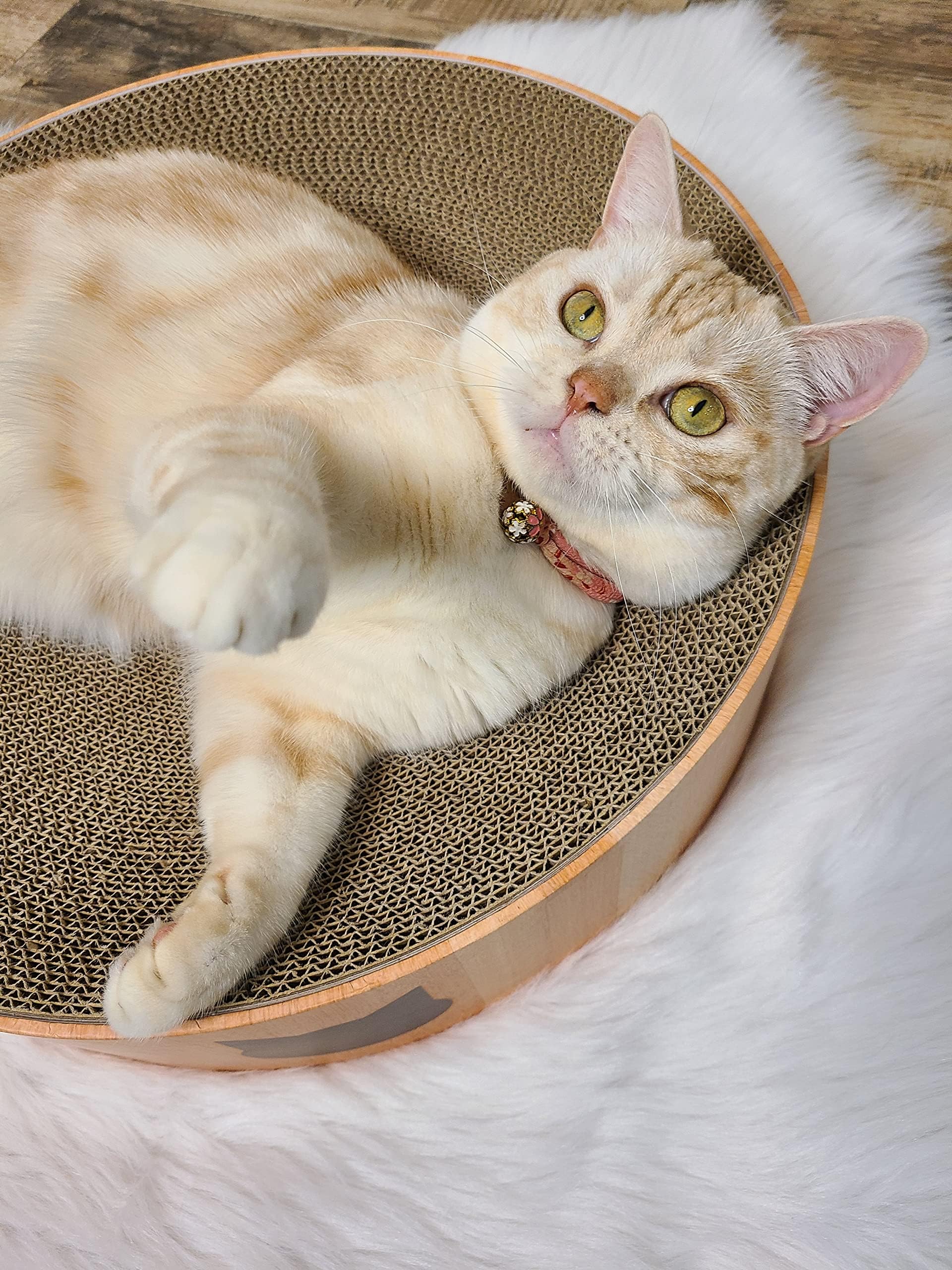 猫壱 dalle de grattage séparée prête à remplacer pour entretien facile