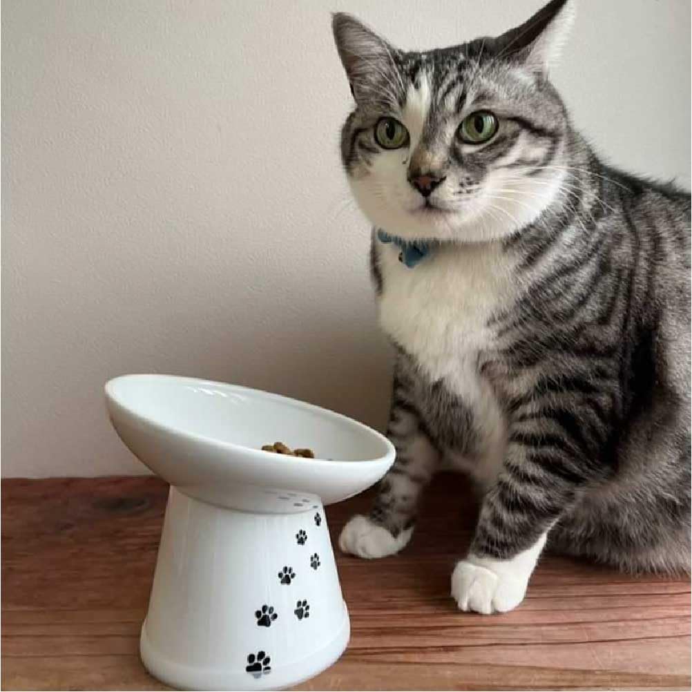 猫壱 gros plan porcelaine montrant finition lisse et hygiène facile