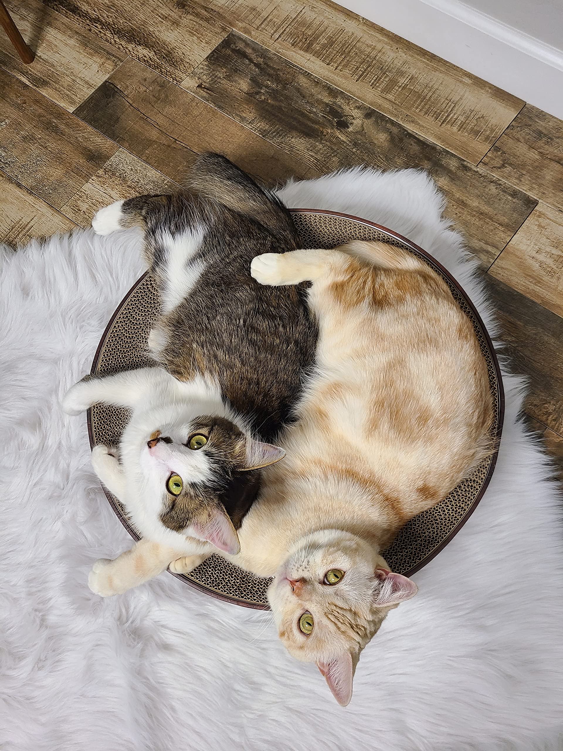 猫壱 necoichi emballage et matériau recyclé, choix écologique évident