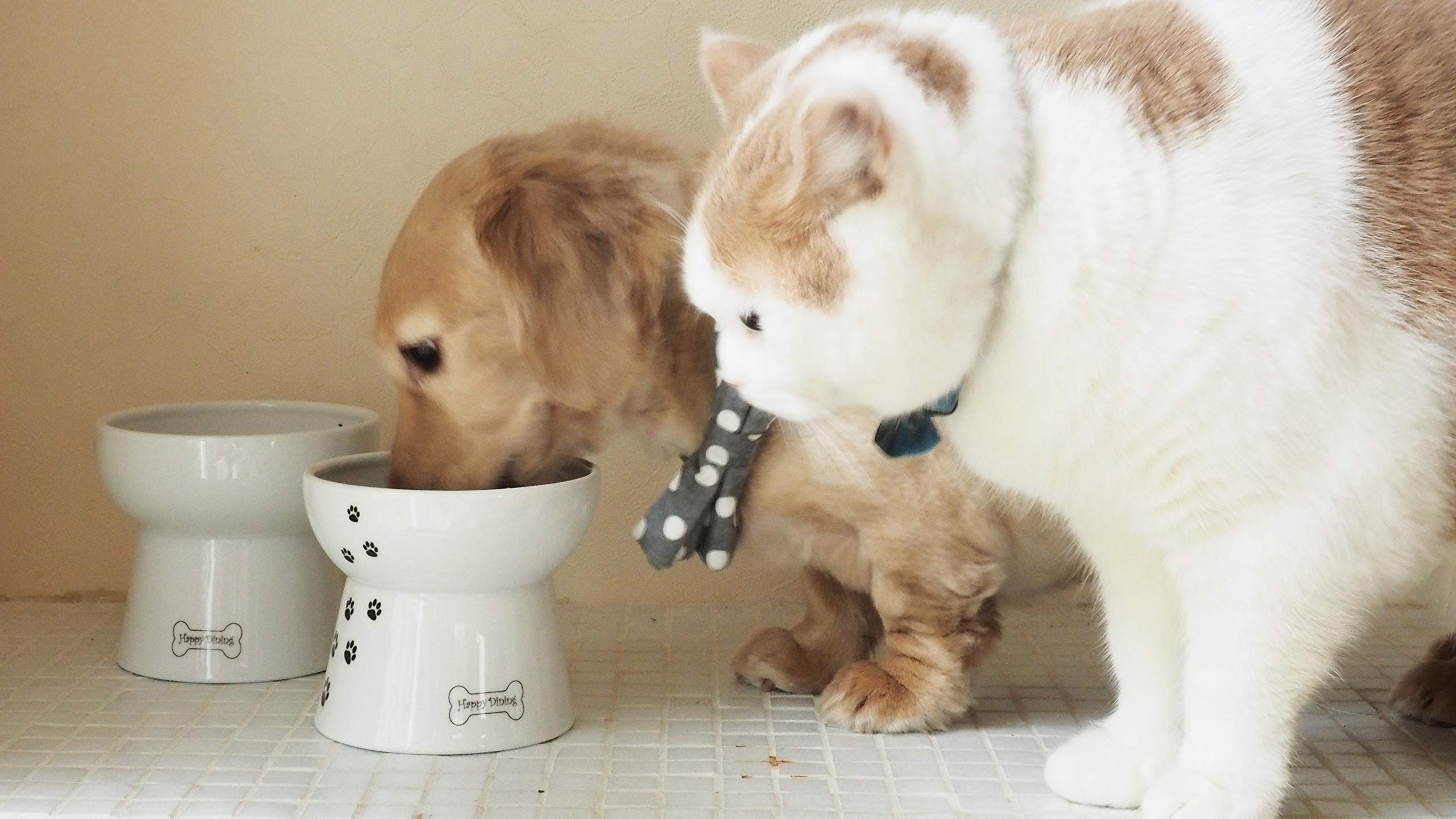 猫壱 gamelle posée dans une cuisine moderne pour esthétique