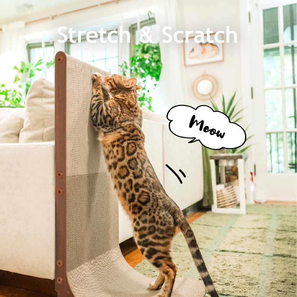 猫壱 chat utilise le grattoir courbé pour se détendre et faire ses griffes