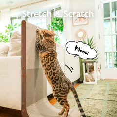猫壱 chat utilise le grattoir courbé pour se détendre et faire ses griffes