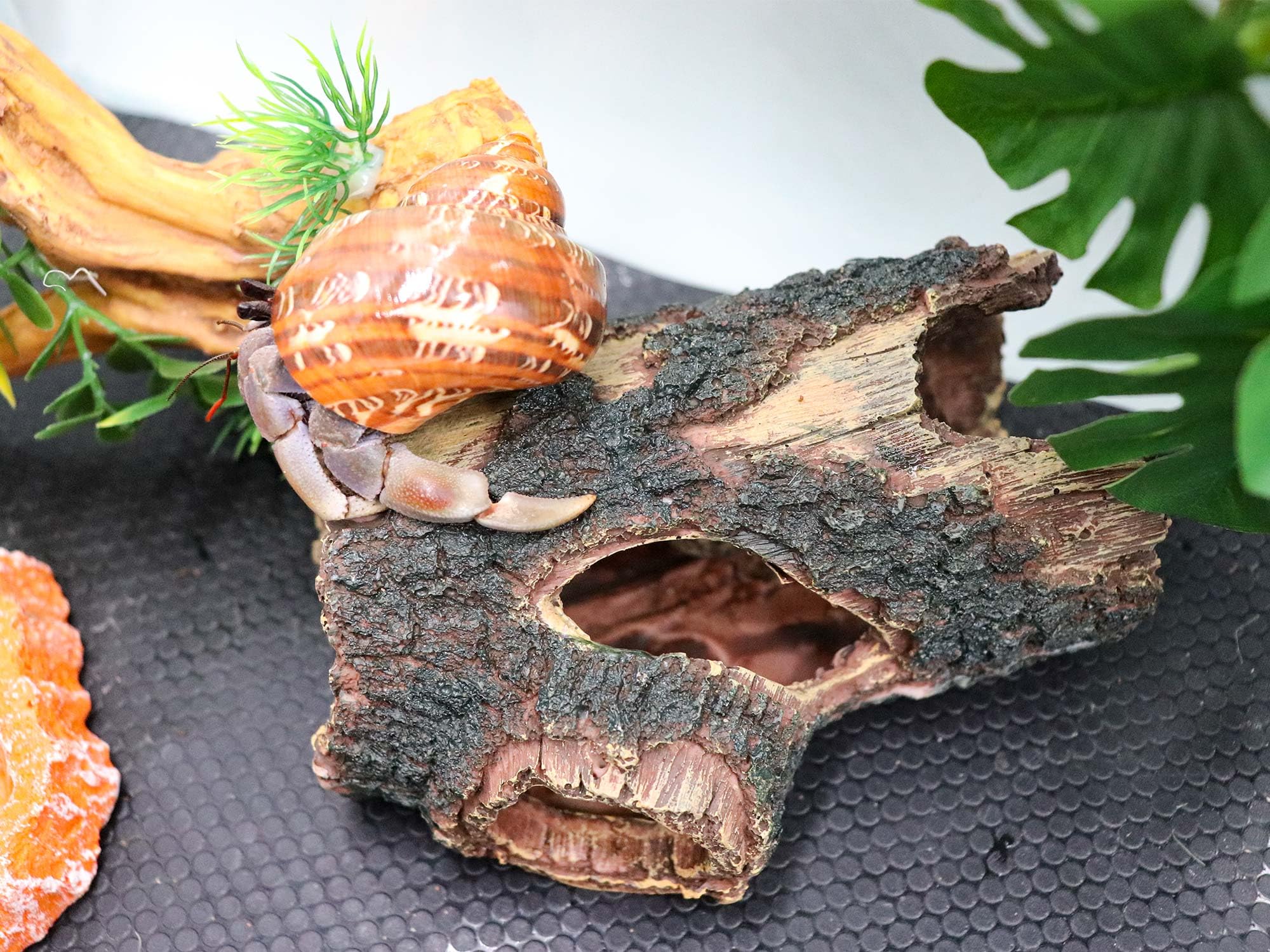 Neeenn abri en usage dans terrarium montrant sécurité et cachette