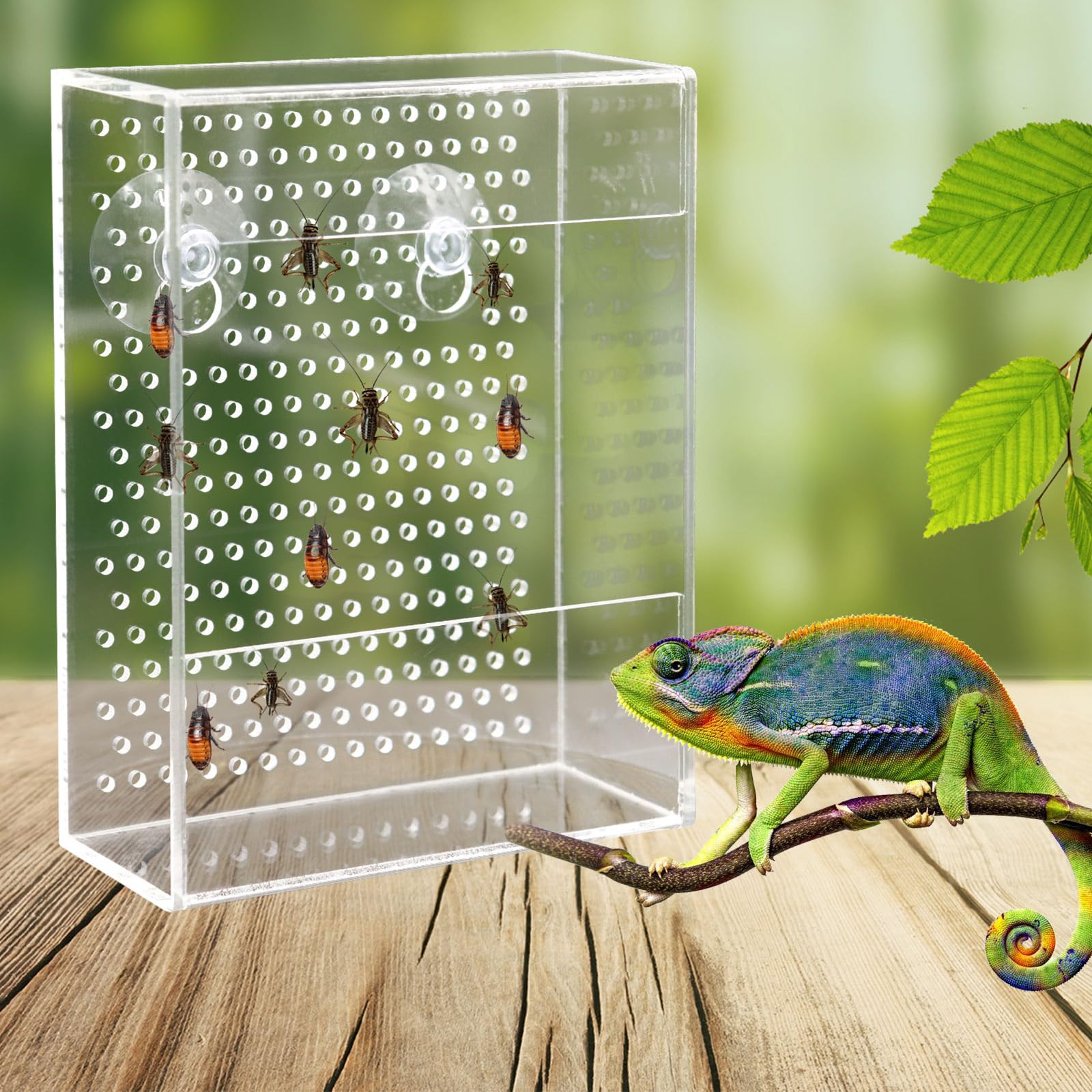 Neeenn gros plan des petits trous au fond facilitant l'accès des insectes pour stimuler la chasse