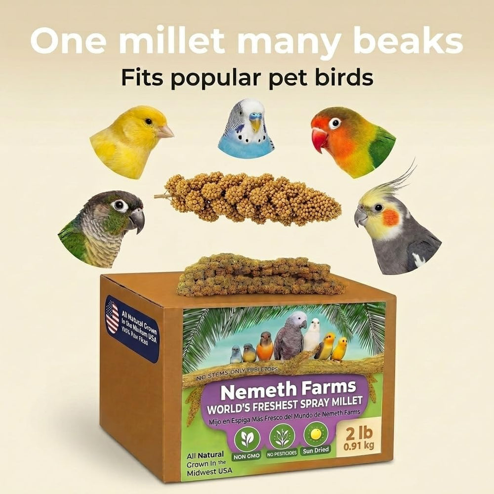 Nemeth Farms scène lifestyle avec une calopsitte picorant pour interaction et lien