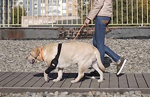 NeoAlly scène lifestyle chien reposant sur canapé pour protection nocturne