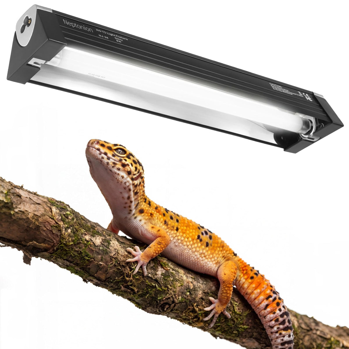 NEPTONION rampe face avant montrant design compact et robustesse