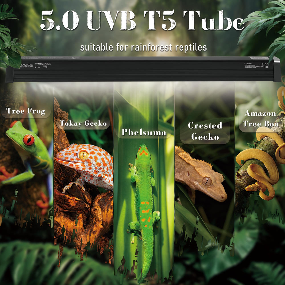 NEPTONION en terrarium exemple d'usage pour reptiles arides