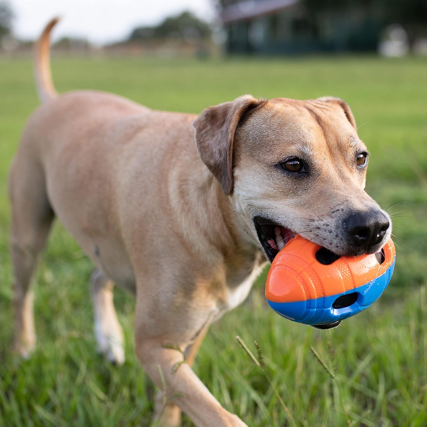 Nerf ballon en jeu avec chien, favorise course et rapport actif