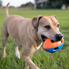 Nerf ballon en jeu avec chien, favorise course et rapport actif