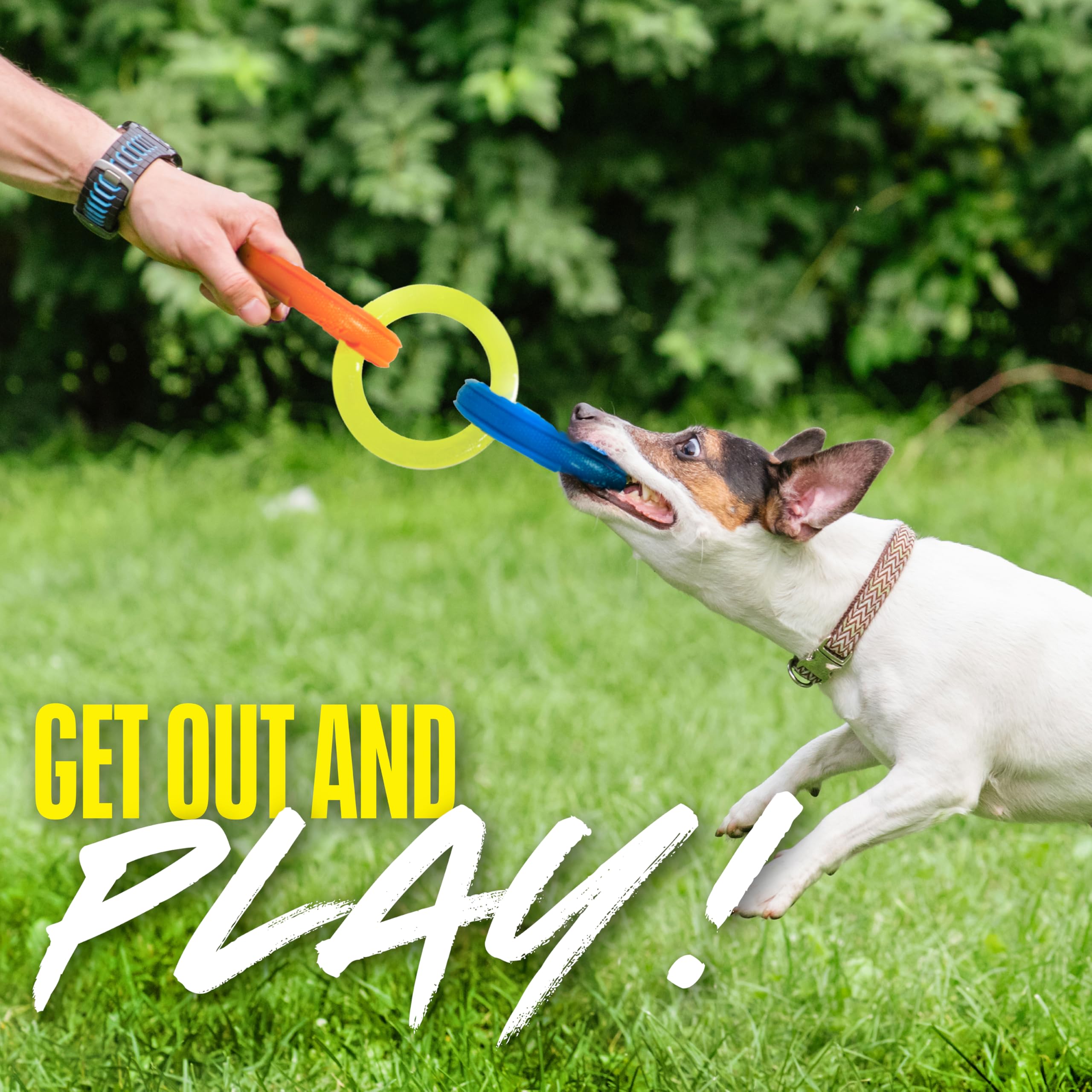 Nerf Dog chien saisissant le tug au parc pour un jeu actif et social