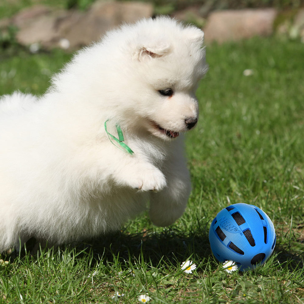 Nerf Dog comparaison de taille posée près d'une patte pour évaluer l'ajustement