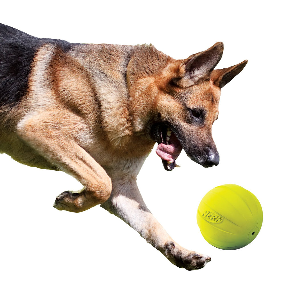 Nerf Dog étiquette produit lisible montrant informations de sécurité et matériaux