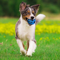 Nerf Dog gros plan du caoutchouc résistant montrant texture et durabilité