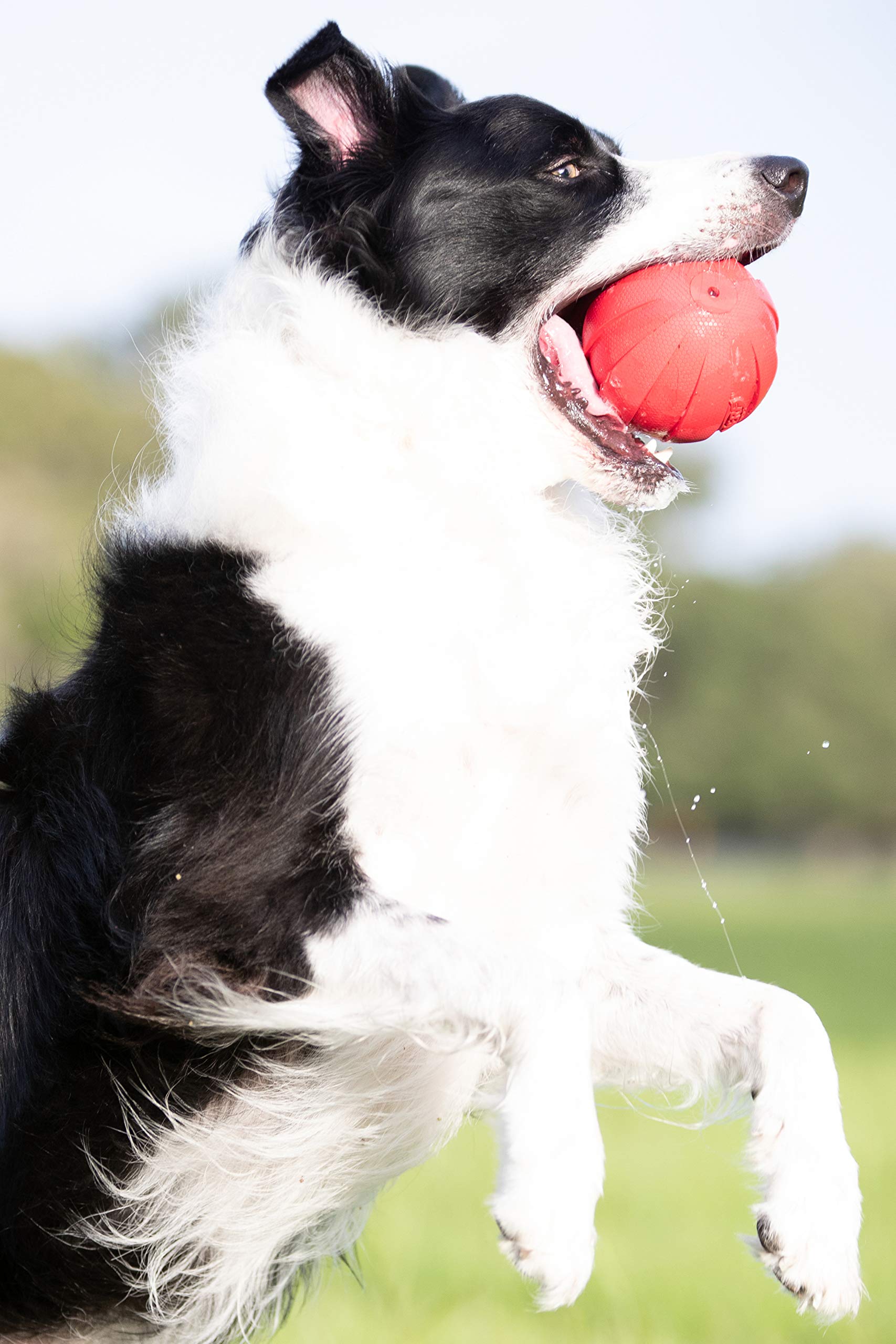 Nerf balle sur gazon avec chien prêt à rapporter, stimule l'activité physique