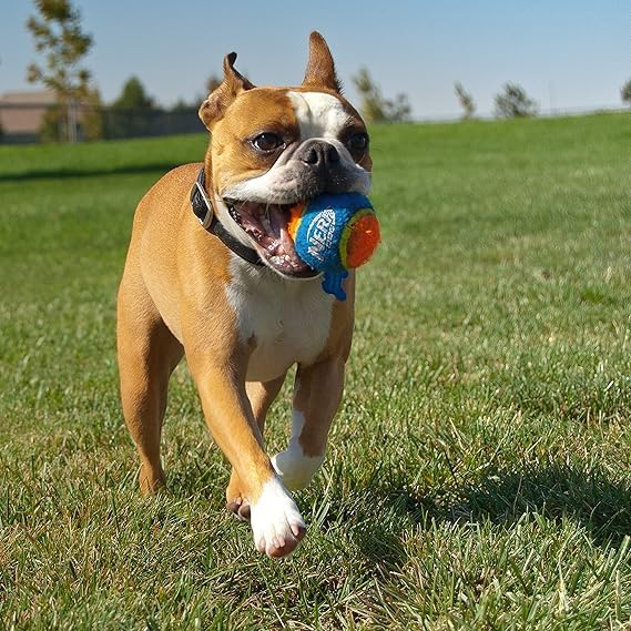 Nerf Dog balles colorées sur pelouse pour meilleure visibilité en extérieur