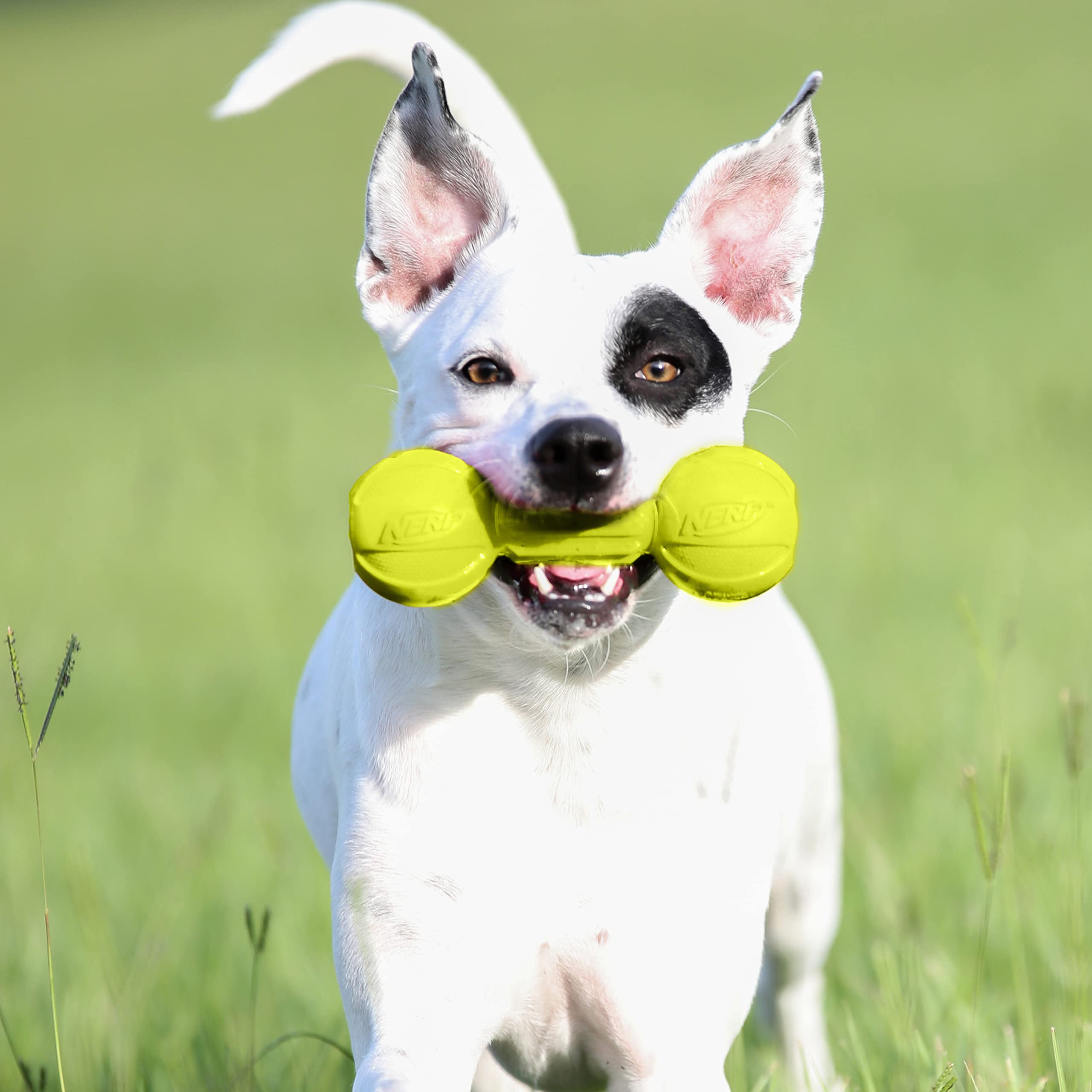 Nerf Dog gros plan des rainures en caoutchouc pour massage des gencives