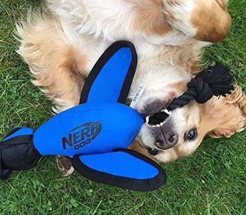 Nerf Dog chien rapportant le canard illustrant stimulation physique
