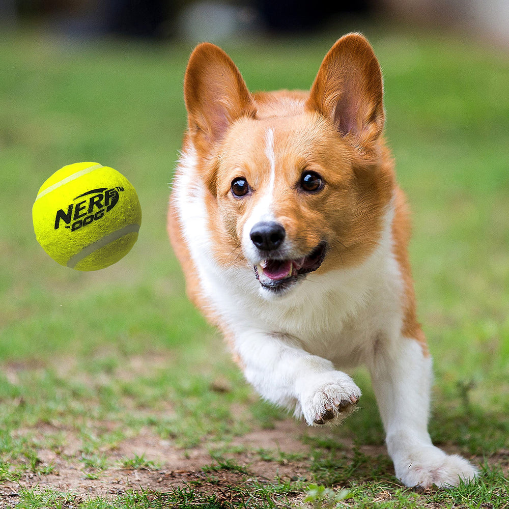 Nerf Dog comparaison taille montrant l'échelle du lanceur pour utilisateur