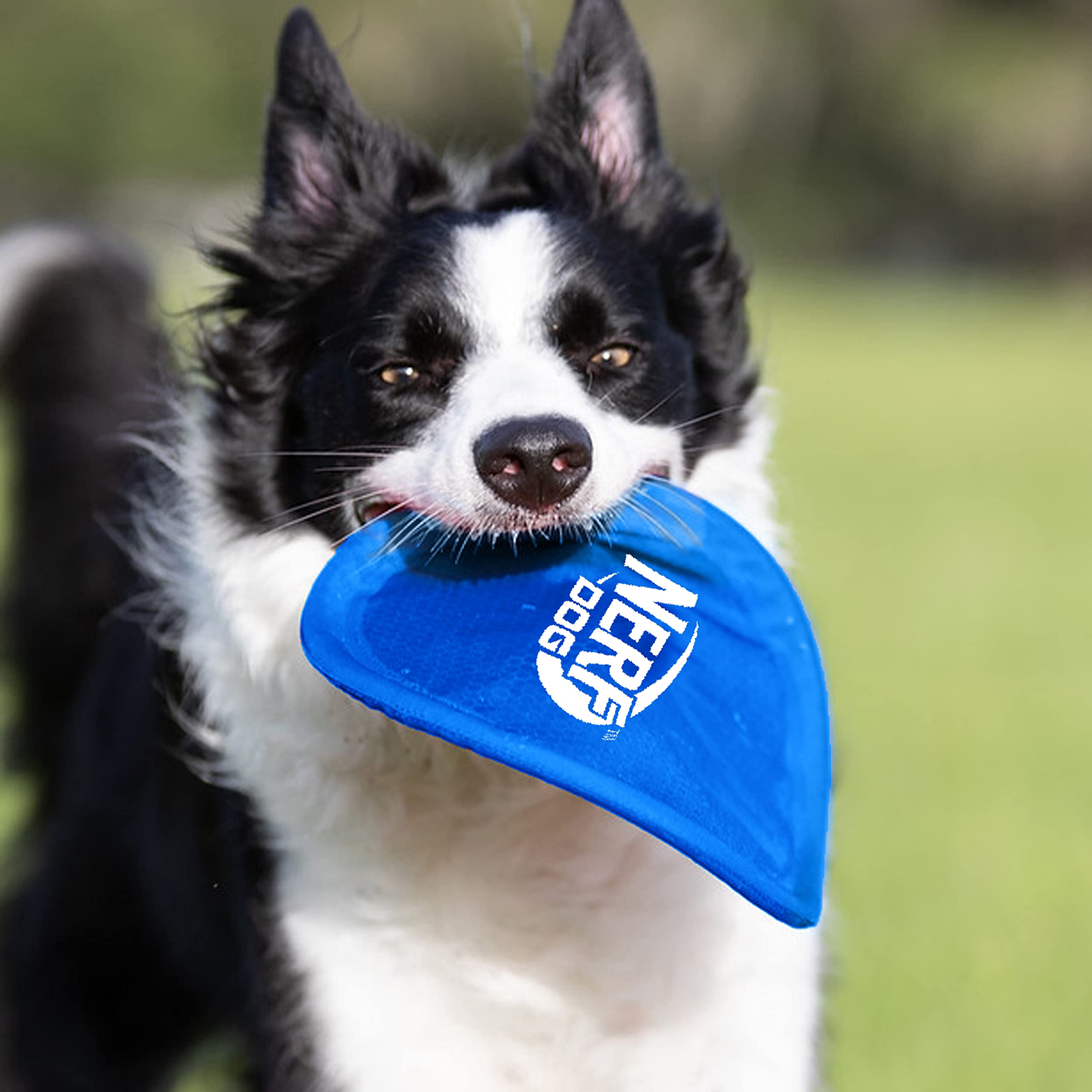 Nerf Dog gros plan matière nylon avec revêtement résistant pour durabilité