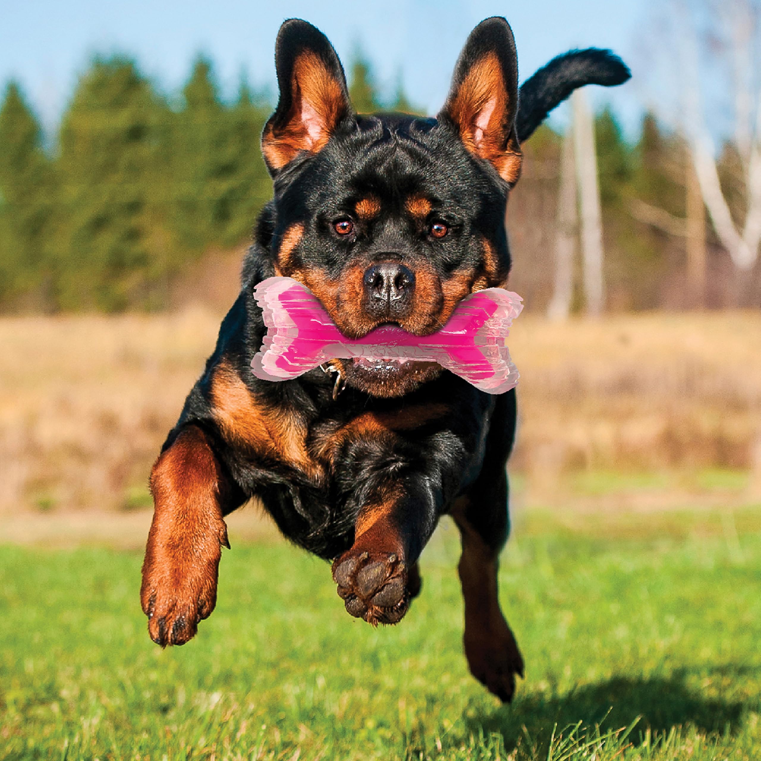 Nerf Dog gros plan texture TPR et noyau plein, résistance et prise sécurisée