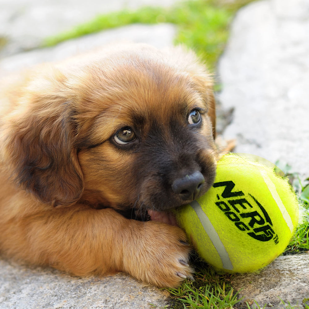 Nerf Dog sac filet avec trois balles montrant rangement et transport pratique