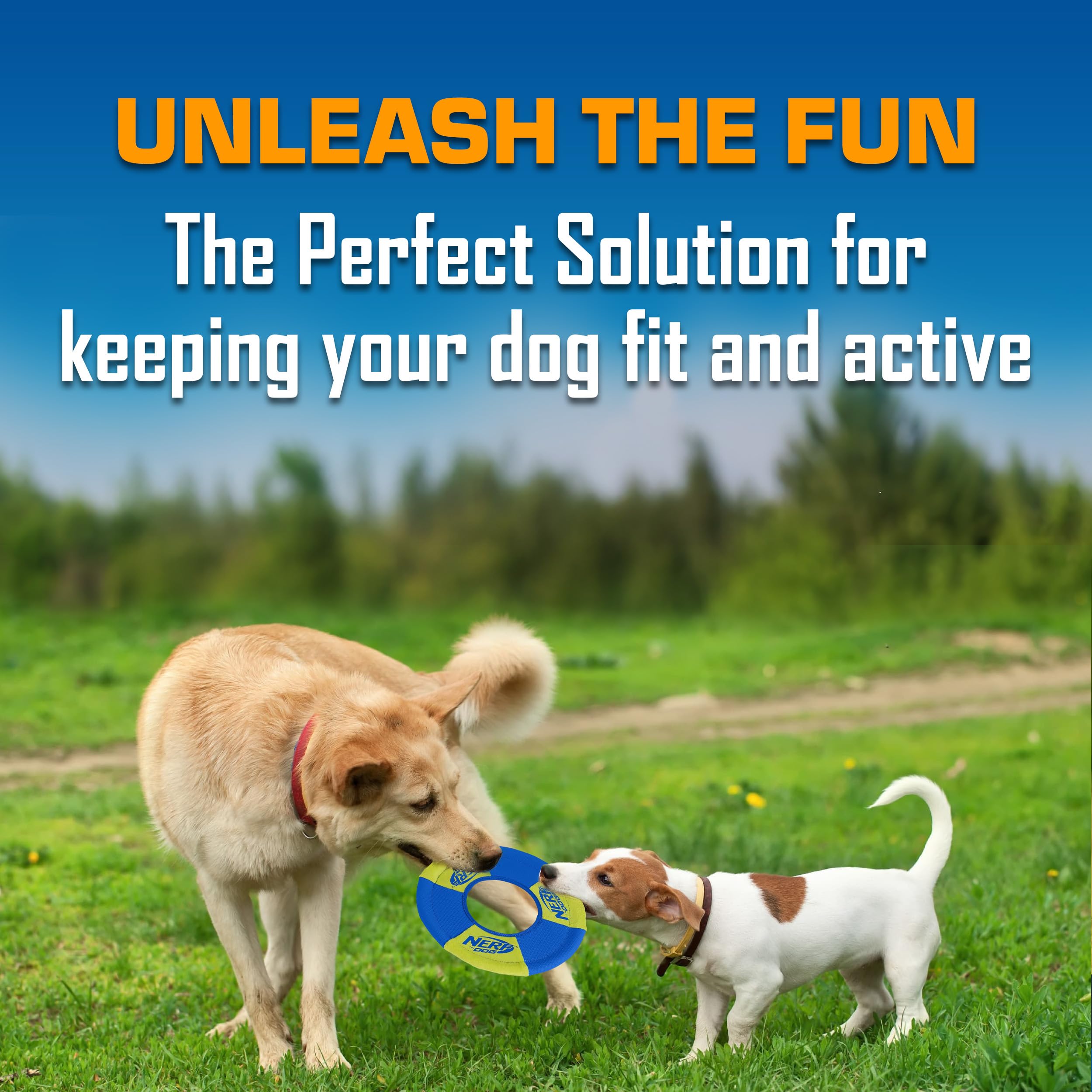 Nerf Dog anneau flottant sur l'eau facilitant jeux de rapport lac