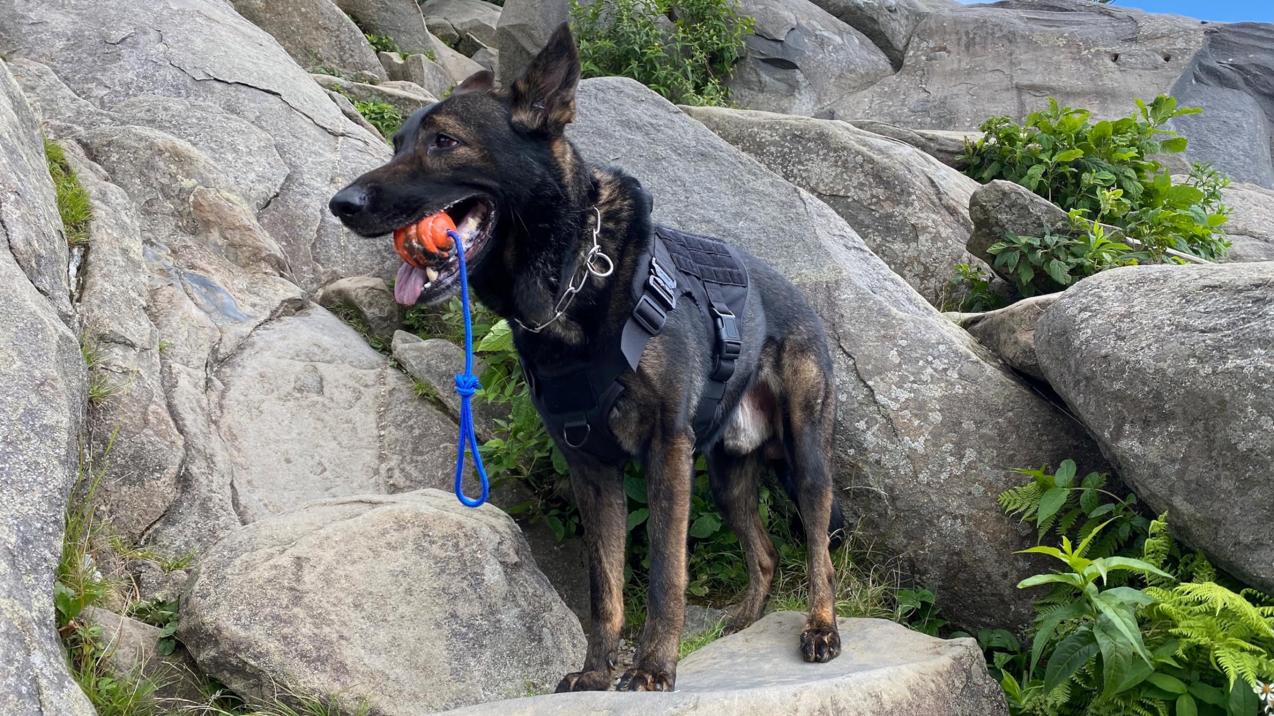 The Nero Ball équipé utilisé par équipe K-9 pour sessions professionnelles