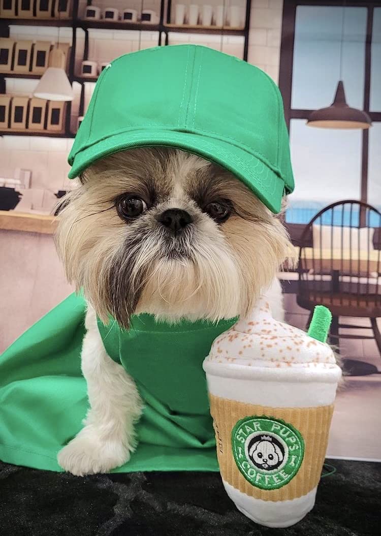 Nestpark Pup'kin à côté d'un chien pour comparer la taille utile