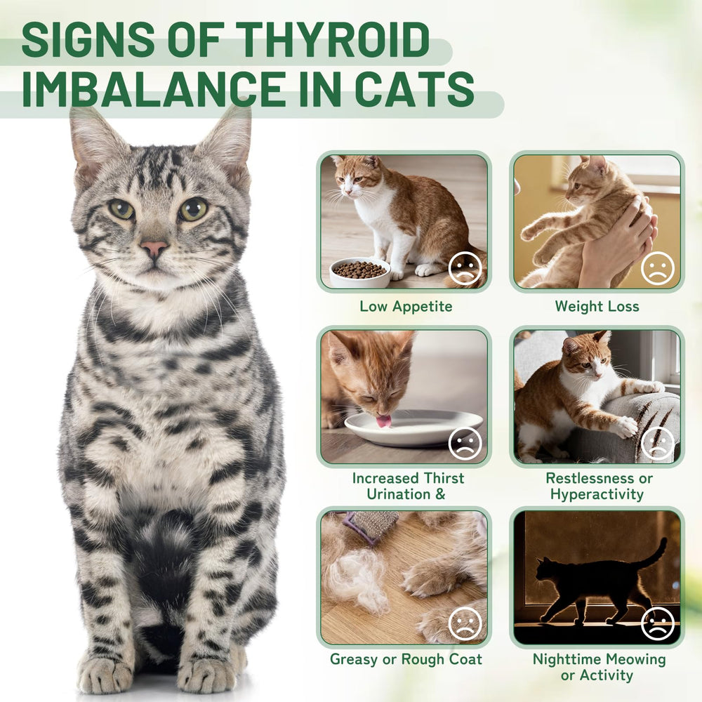 Nexalo rithu chat acceptant le complément et retrouvant un meilleur appétit