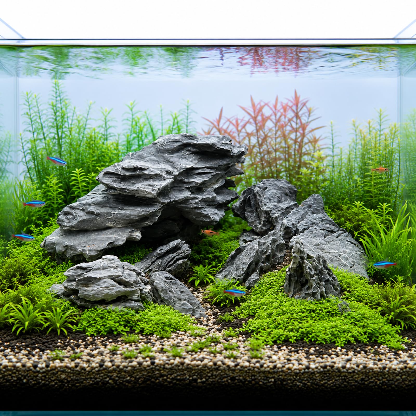 NIJIMORI comparaison de taille des Seiryu stones pour repère d'échelle