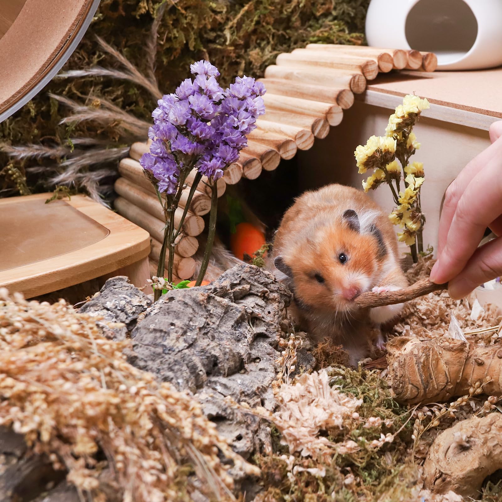 Niteangel hamster qui ronge racine, favorise usure dentaire saine