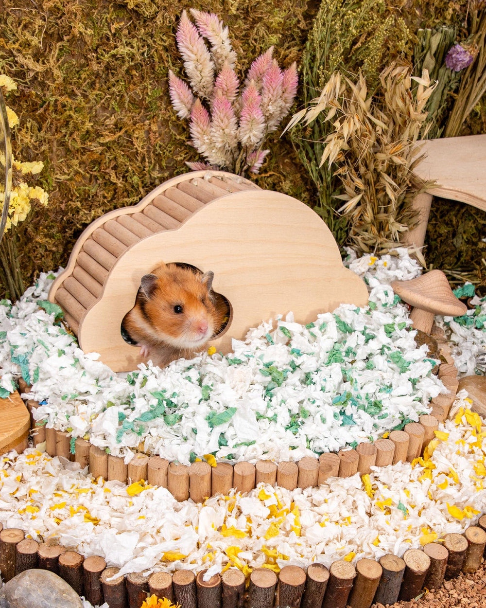 Niteangel habitat montrant tunnel creusé par l’animal pour stimulation naturelle