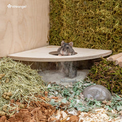 Niteangel hamster utilisant le bac à sable, favorise toilettage et jeu
