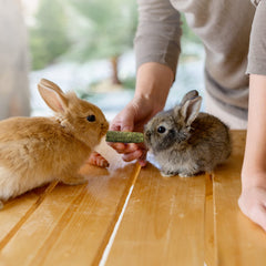 Niteangel bâtonnet à l'échelle d'une main, taille adaptée petits animaux