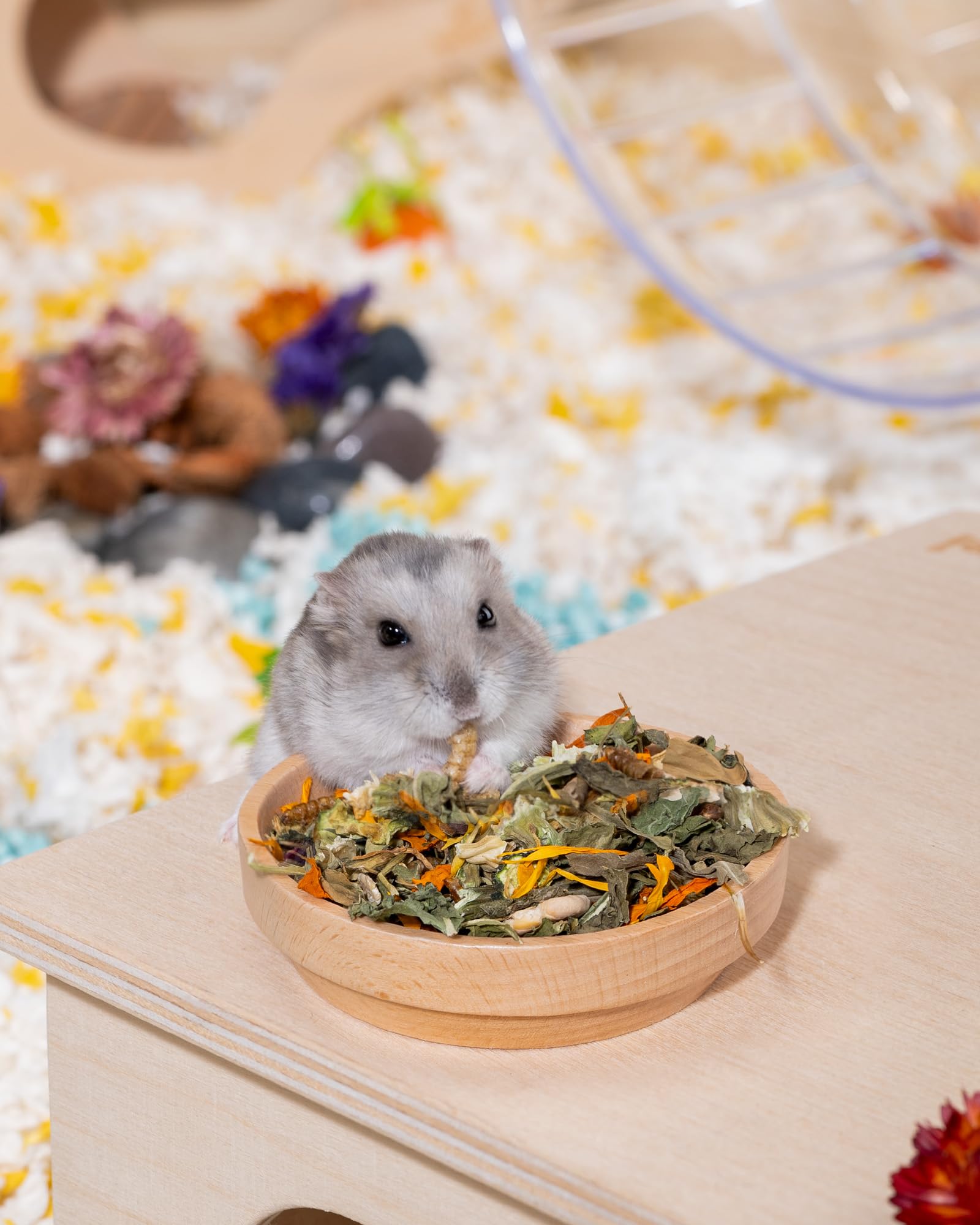 Niteangel mélange servi dans un bol pour hamsters stimulant comportement naturel
