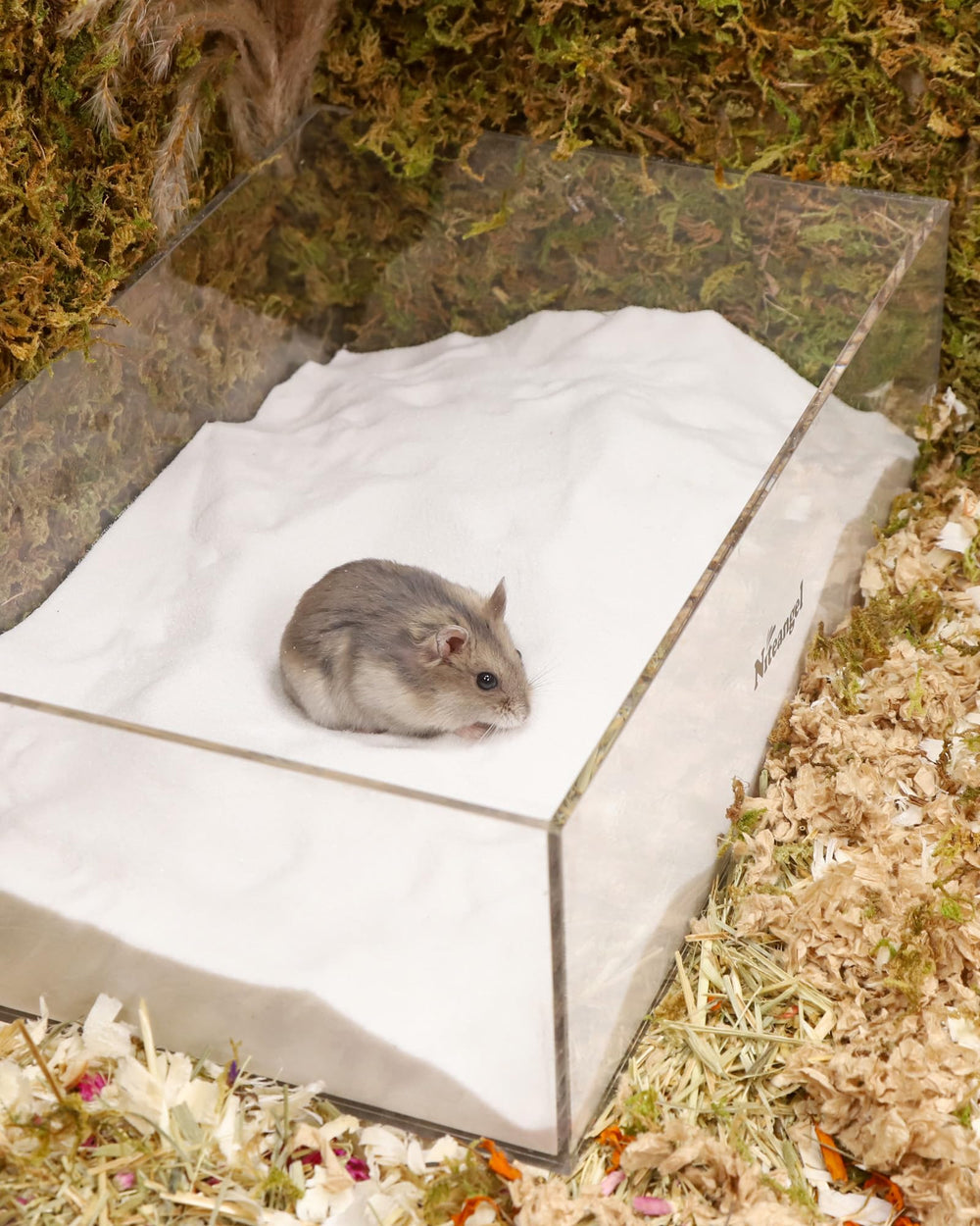 Niteangel mise en scène habitat, décor élégant et facile à entretenir