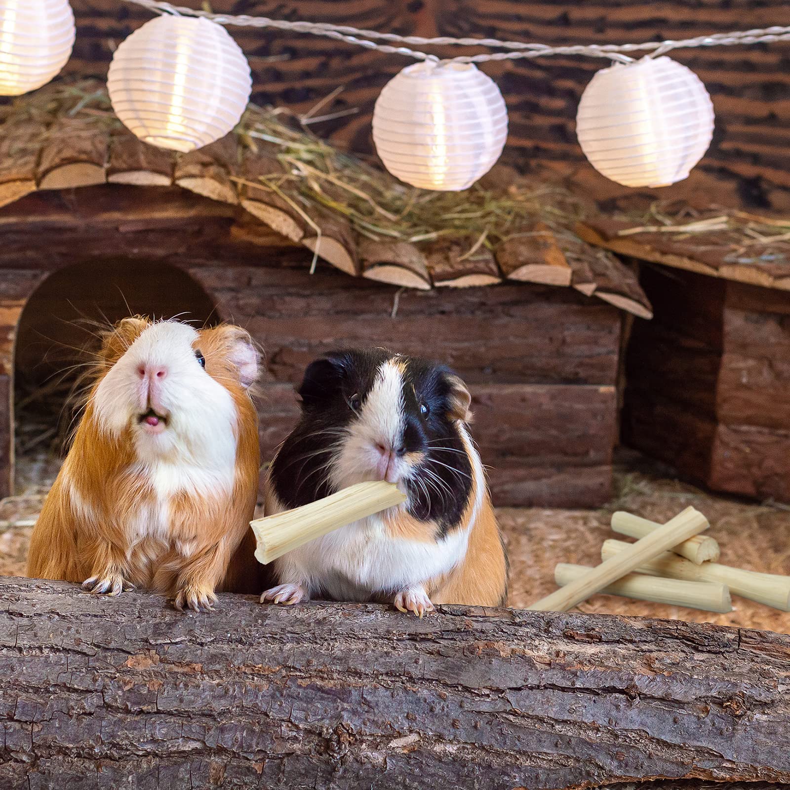 Niteangel mise en situation avec lapin pour favoriser interaction
