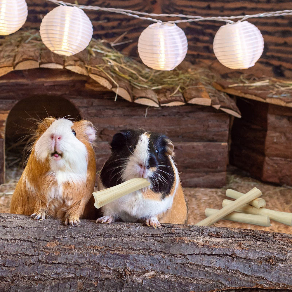 Niteangel mise en situation avec lapin pour favoriser interaction