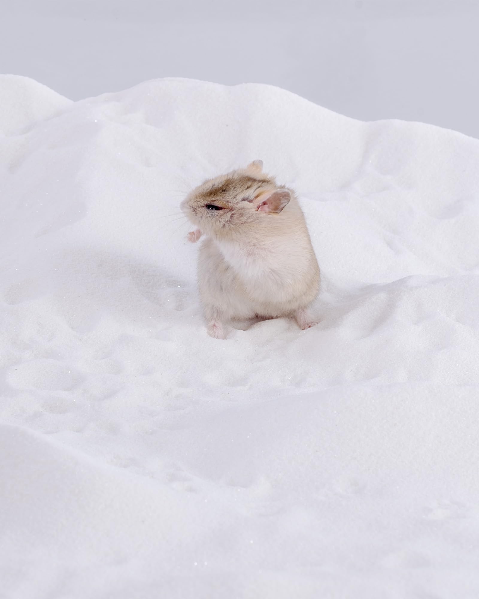 Niteangel gros plan sur la texture du sable, doux pour le pelage