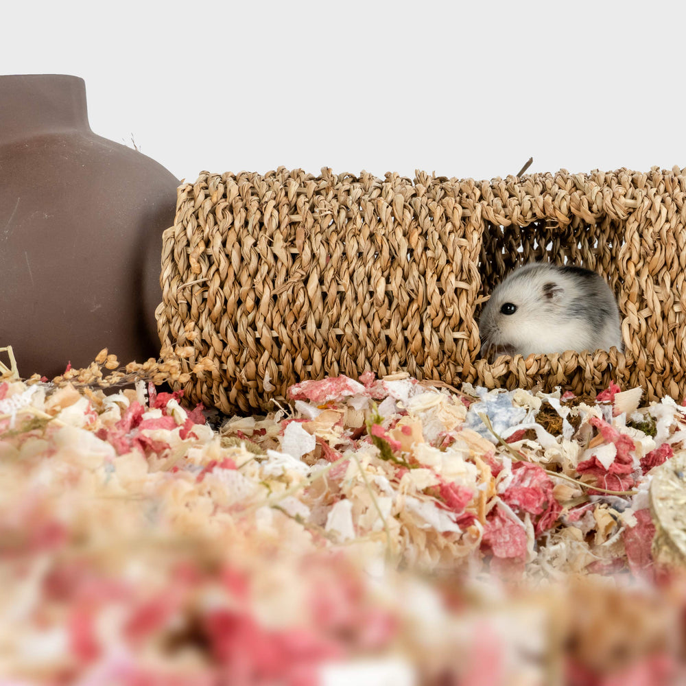 Niteangel hamster dans le tunnel promouvant exploration et sécurité