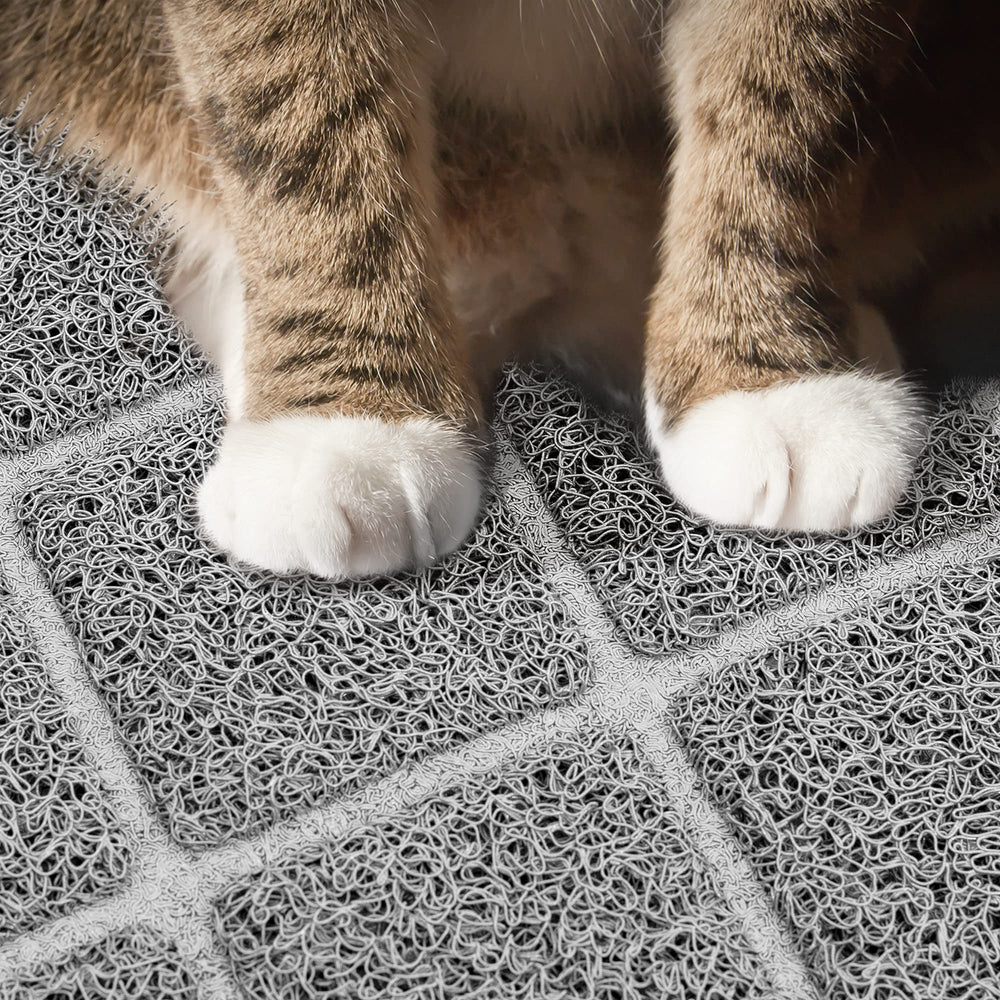 Niubya chat en usage marchant confortablement sur le tapis