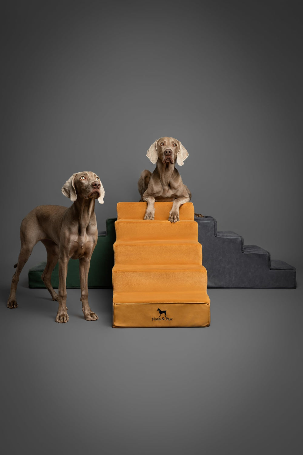 Noah & Paw angle montrant largeur et stabilité pour grands chiens